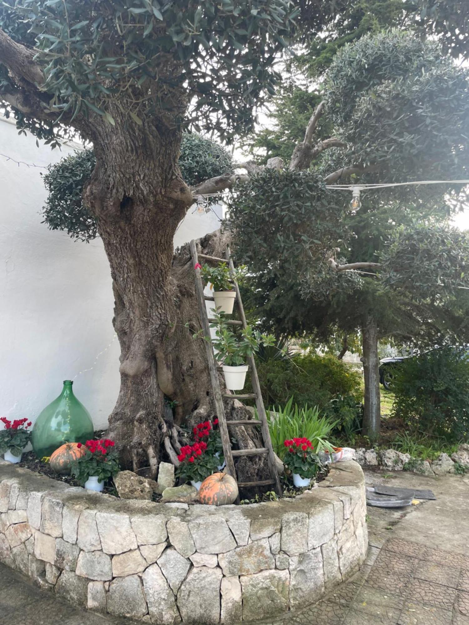 Villa Il Trullo Di Nonno Licchio Alberobello Exterior foto