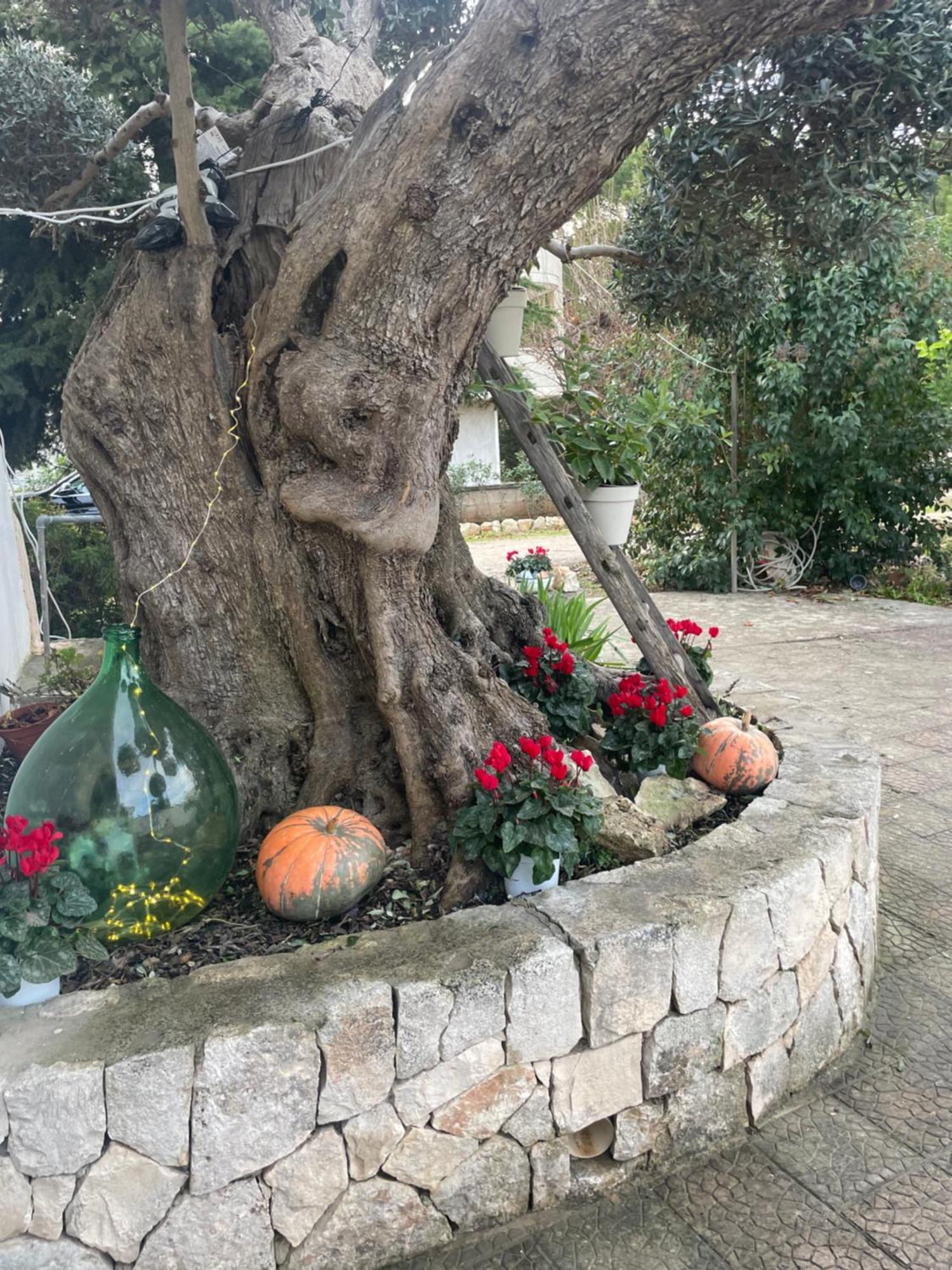 Villa Il Trullo Di Nonno Licchio Alberobello Exterior foto